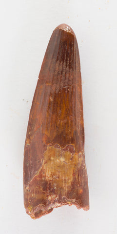 Spinosauridae sp. - 2.86 inches